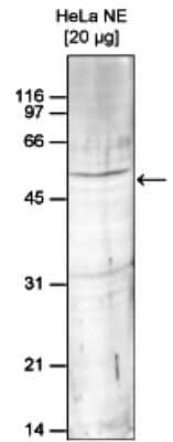 Western Blot: SETD7/9 Antibody [NBP3-18644] - Figure 1. Western blot analysis using the antibody directed against SETD7/9 Western blot was performed on nuclear extracts from HeLa cells (HeLa NE, 20 ug) using the antibody against SETD7/9 diluted 1:1,000 in TBS-Tween containing 5% skimmed milk. A molecular weight marker (in kDa) is shown on the left; the location of the protein of interest is indicated on the right.